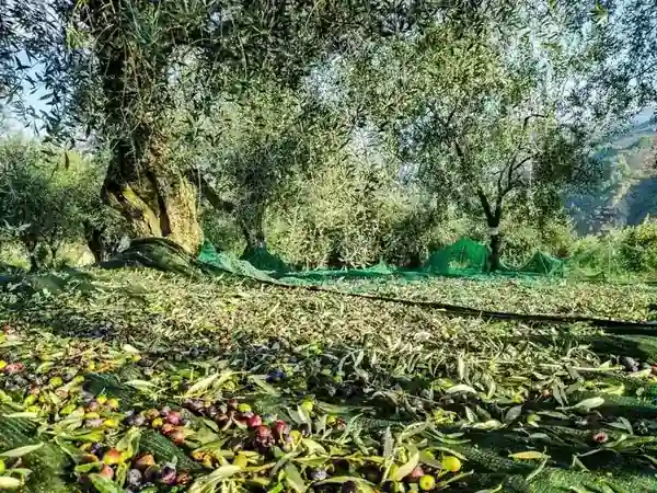 La famiglia Cascina Bruno